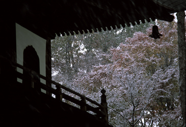 『静寂の回廊』／土橋 道良