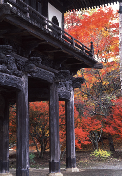 『山門を彩る紅葉』/西沢 泰夫